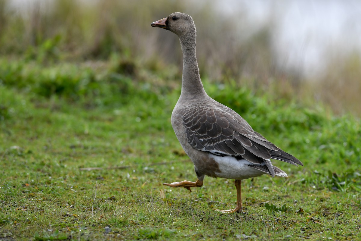 Greater White-fronted Goose - ML121166551