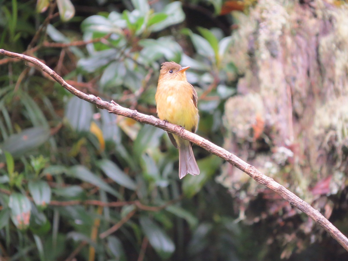 Ochraceous Pewee - ML121169581