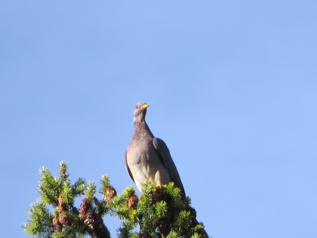 Band-tailed Pigeon - Garth Harwood