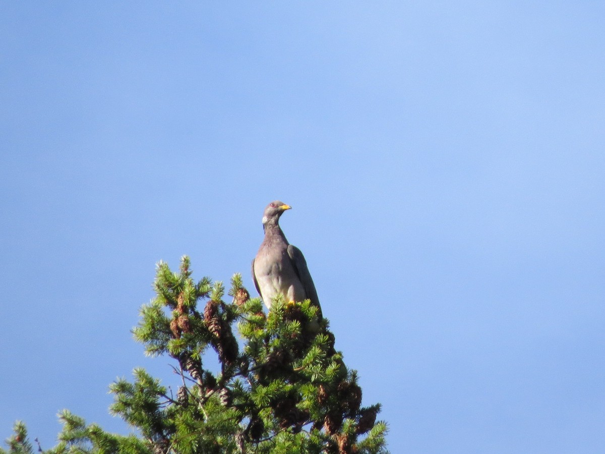 Band-tailed Pigeon - ML121171851