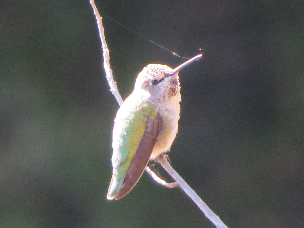Anna's Hummingbird - Garth Harwood
