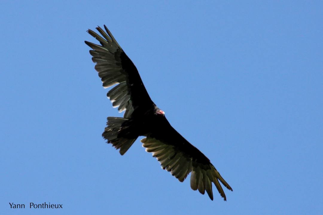 Turkey Vulture - Yann Ponthieux