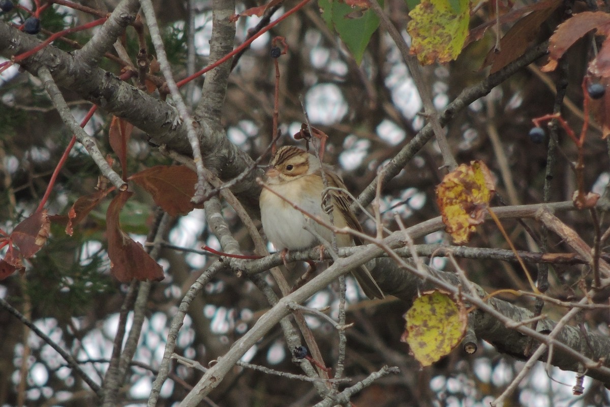 Clay-colored Sparrow - Scott Housten