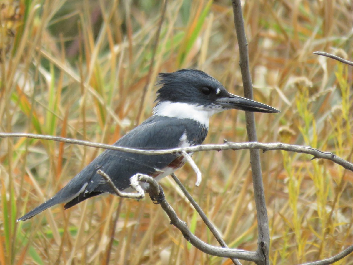 Belted Kingfisher - Monday Birders
