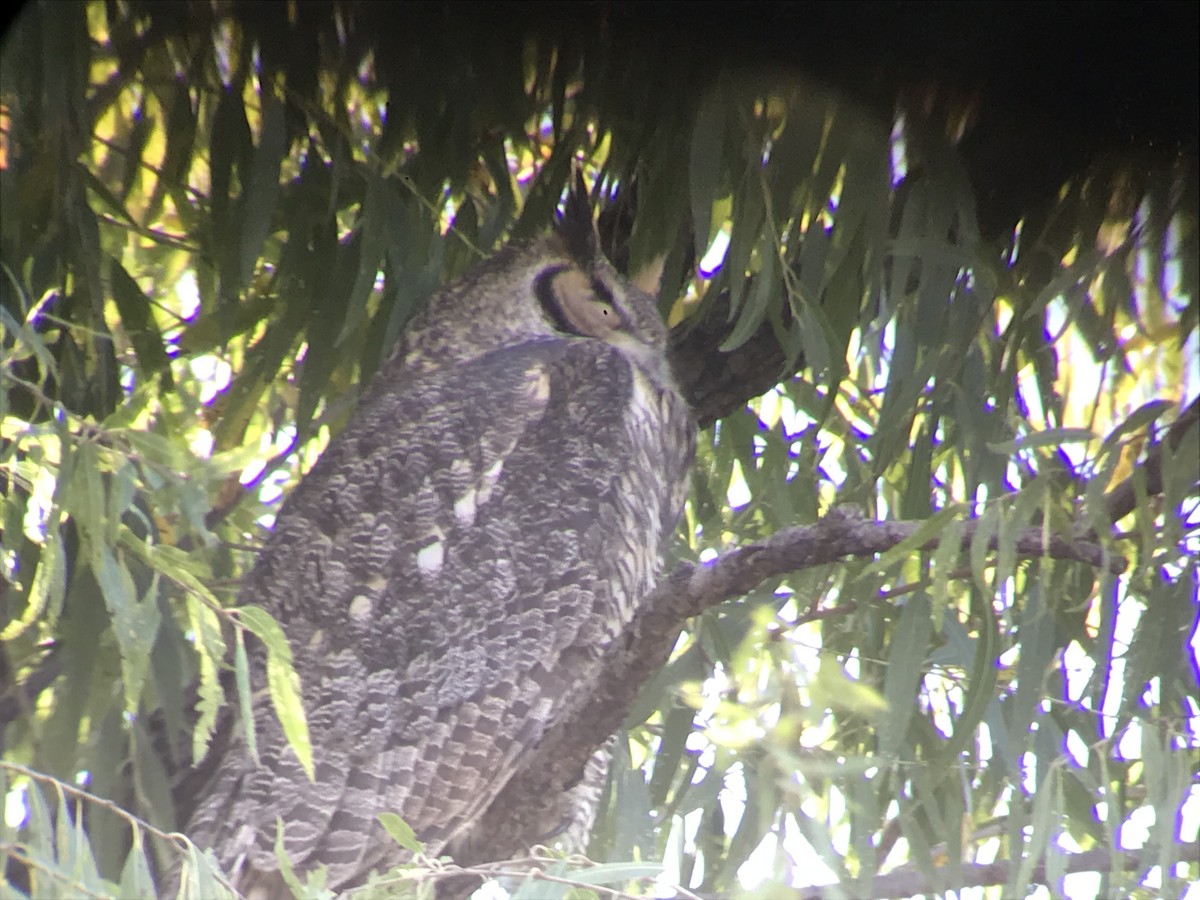 Great Horned Owl - ML121174261