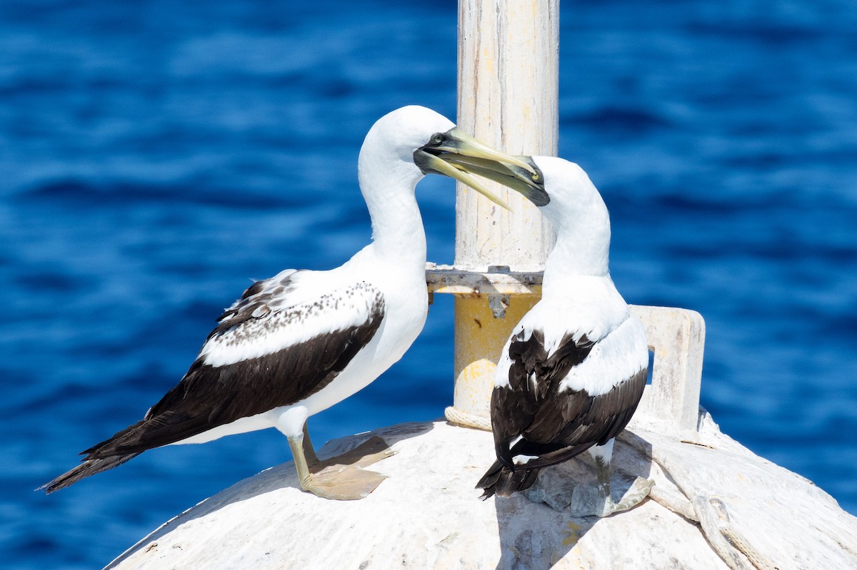 Masked Booby - ML121175261