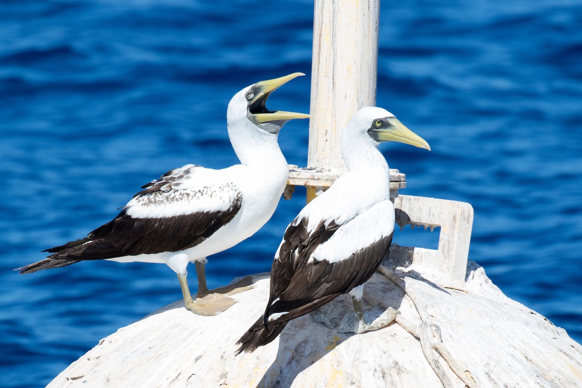 Masked Booby - ML121175281