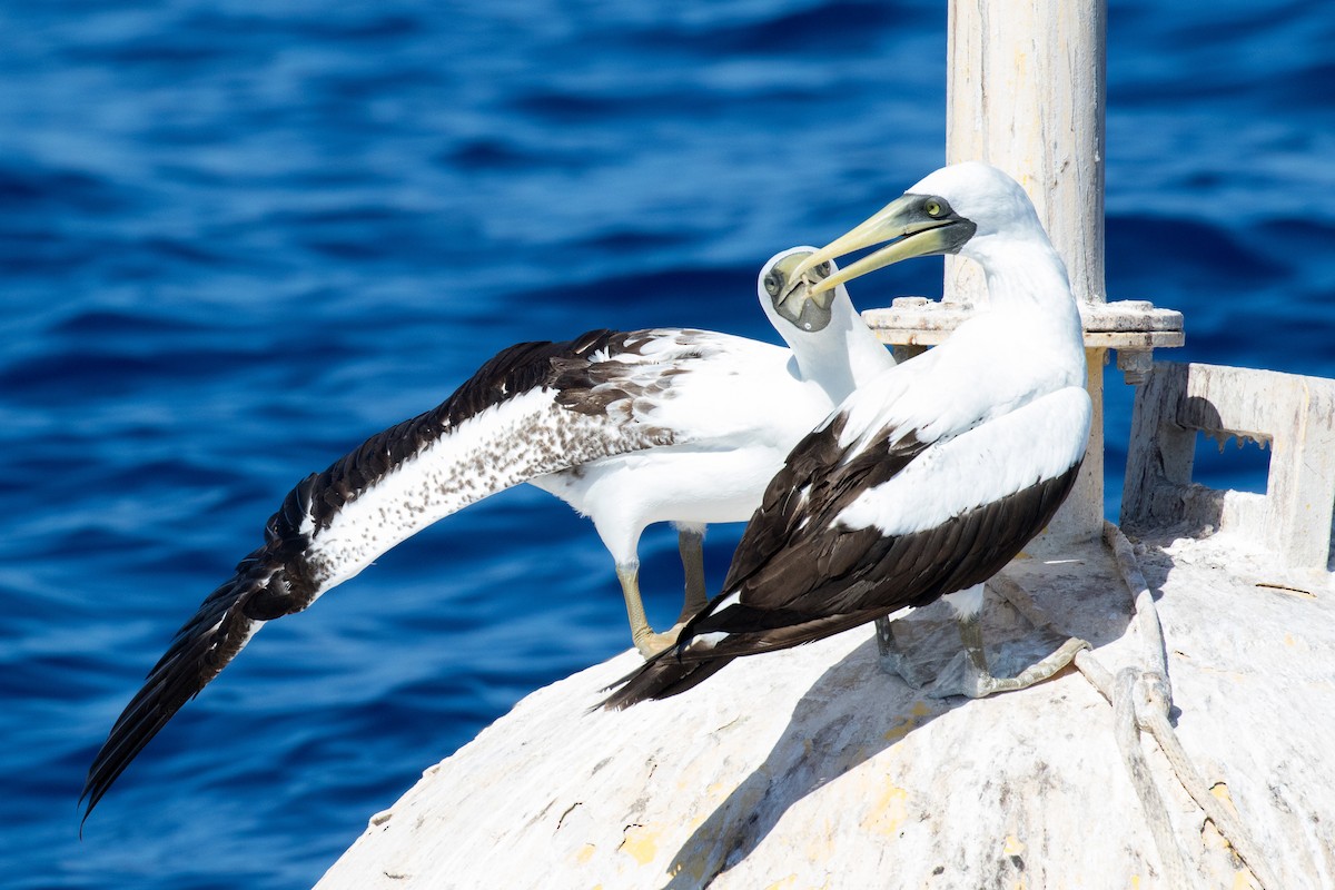 Masked Booby - ML121175301