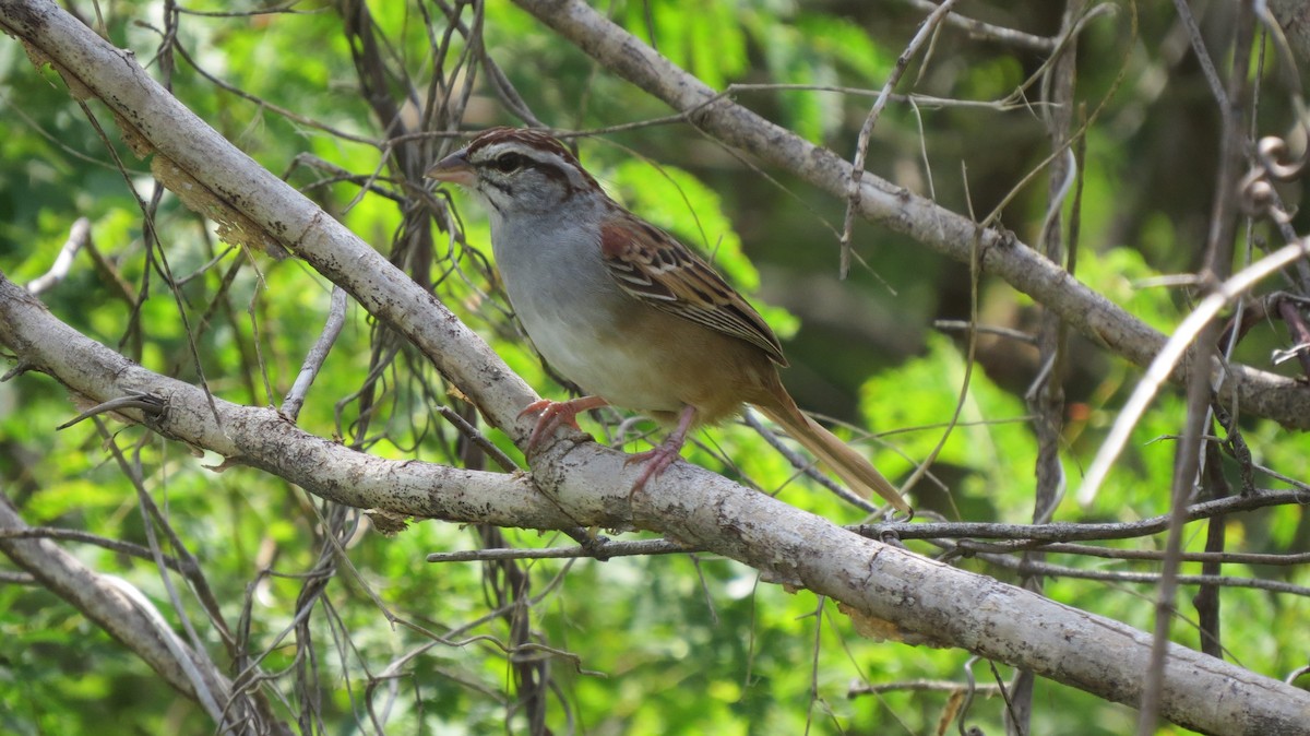 Cinnamon-tailed Sparrow - Esteban Mendez