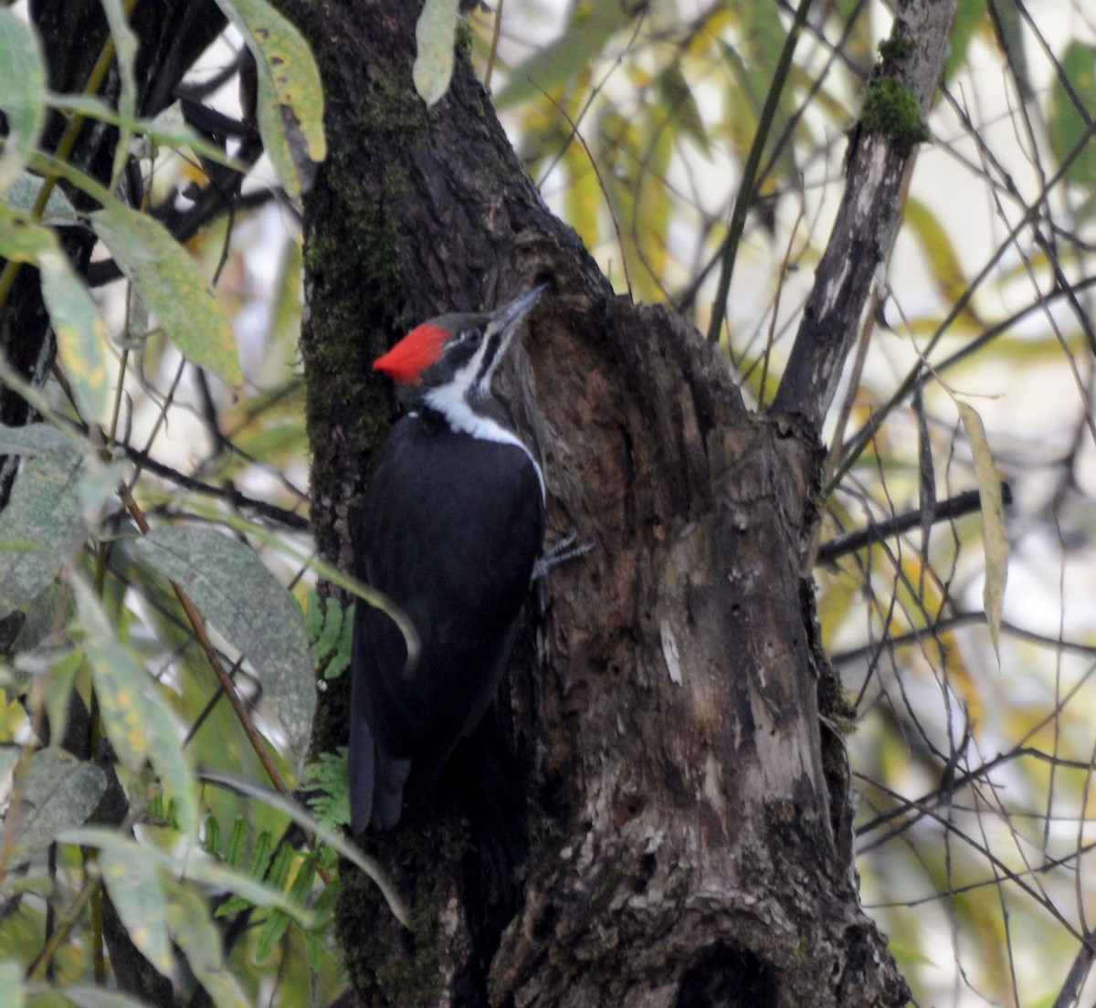 Pileated Woodpecker - J Rhoden