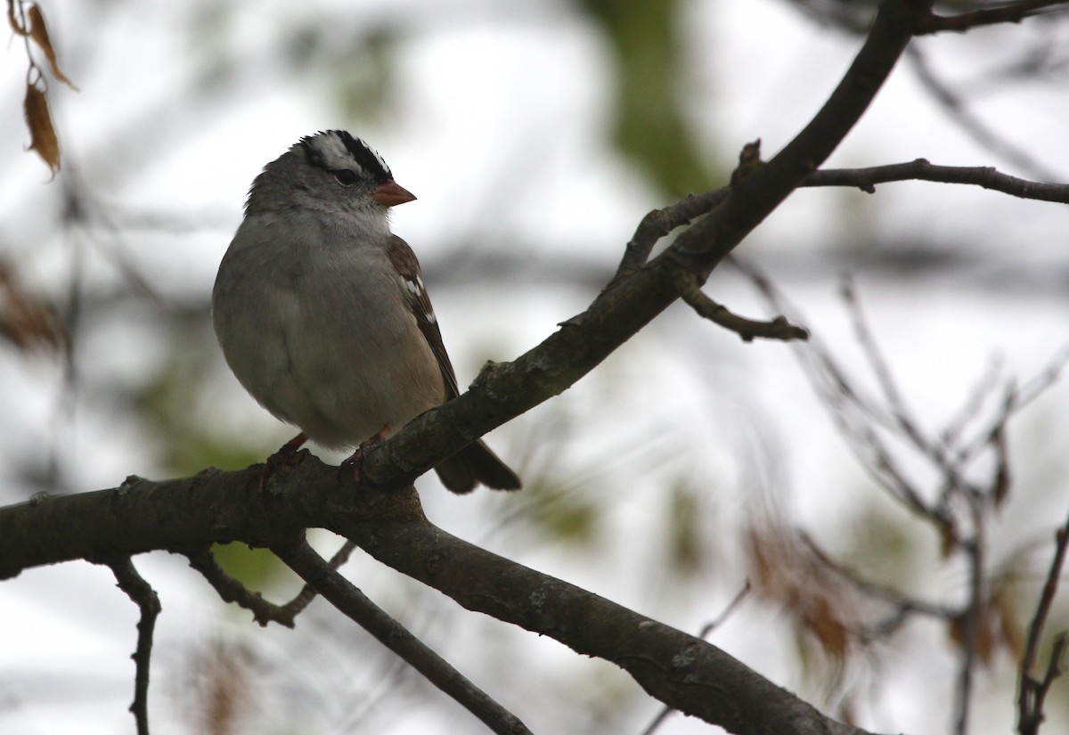 White-crowned Sparrow - Paul Hurtado