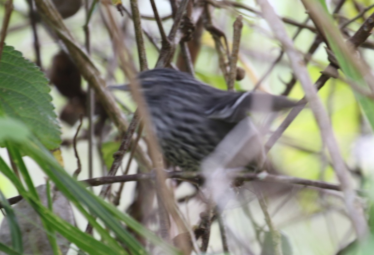 Dusky-tailed Antbird - ML121180391