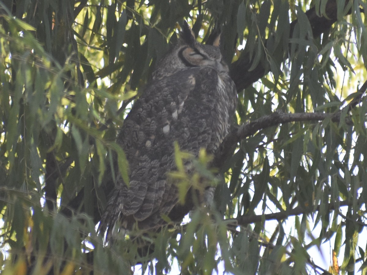 Great Horned Owl - ML121181091