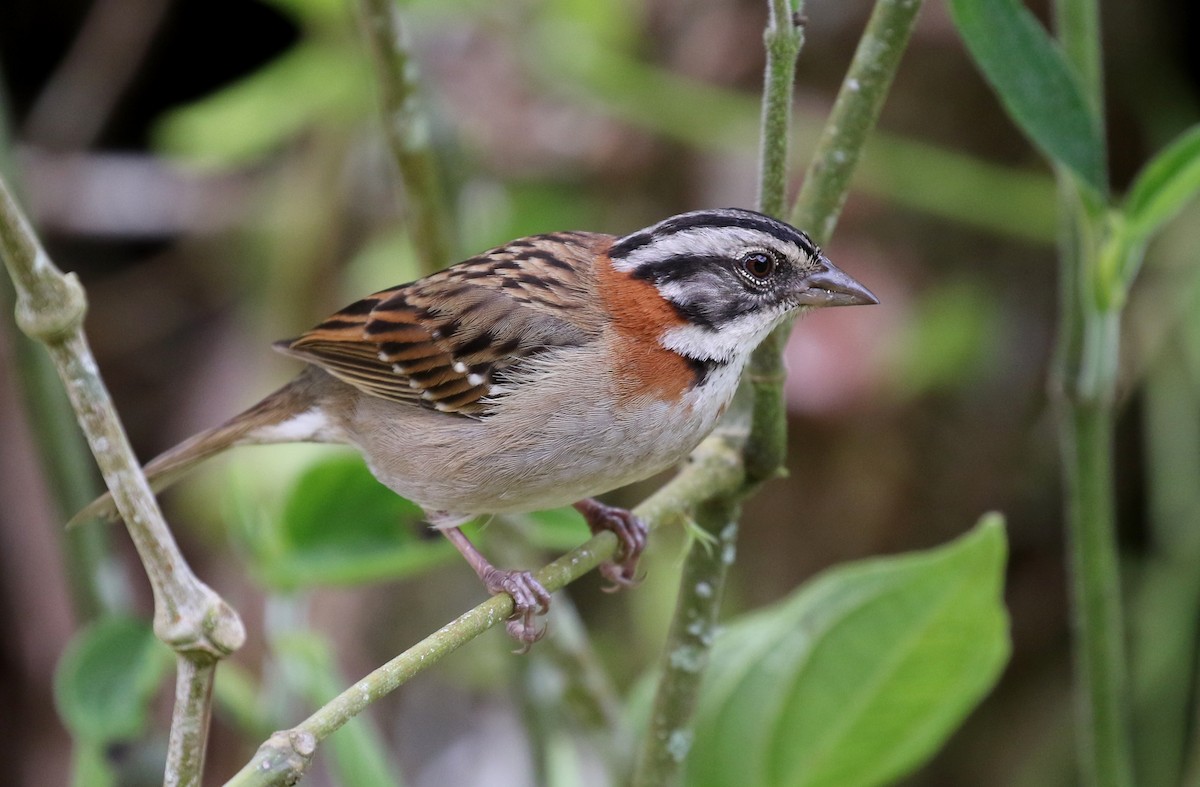Rufous-collared Sparrow - ML121181281