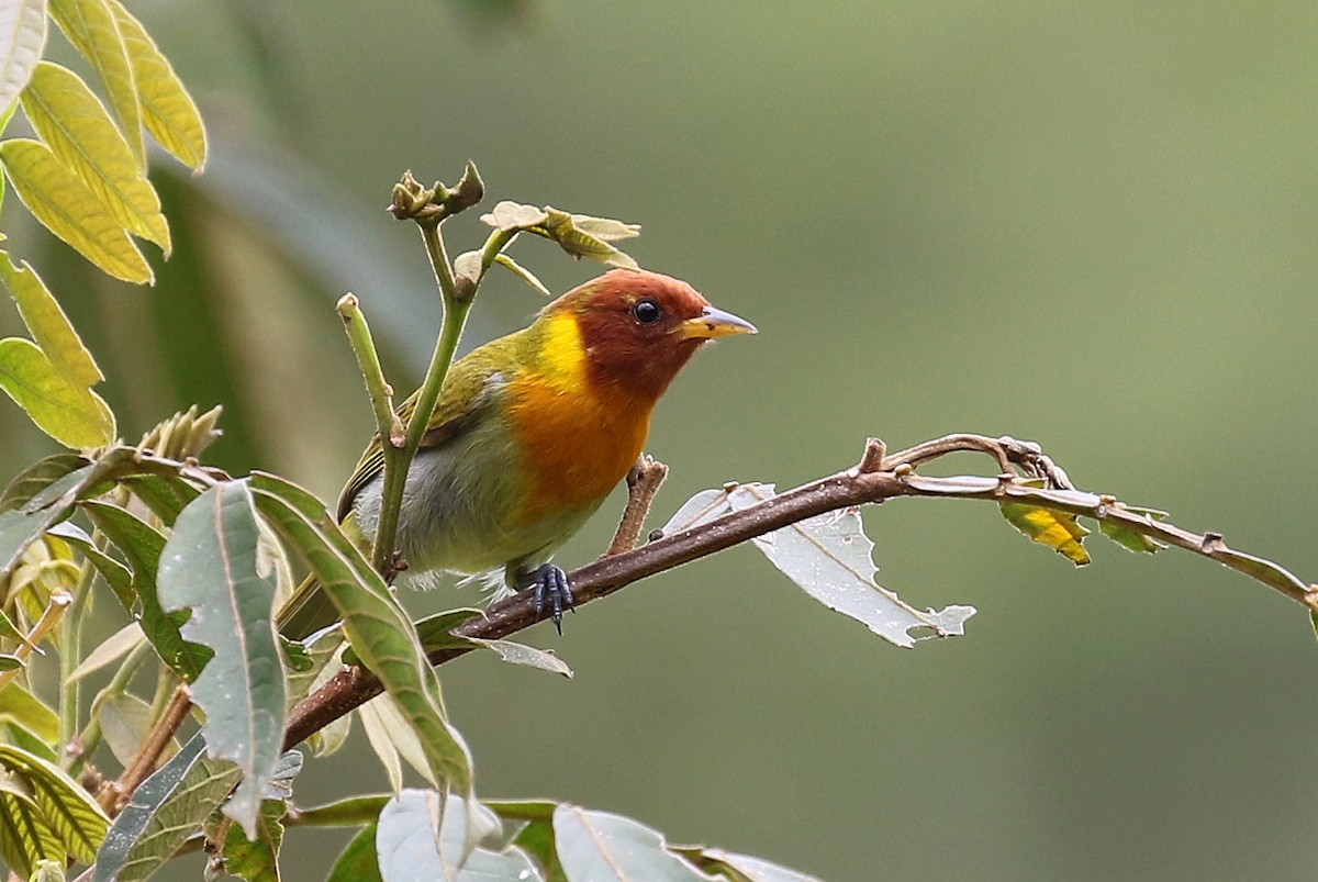 Rufous-headed Tanager - ML121181401