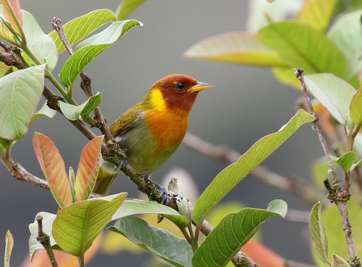 Rufous-headed Tanager - ML121181421