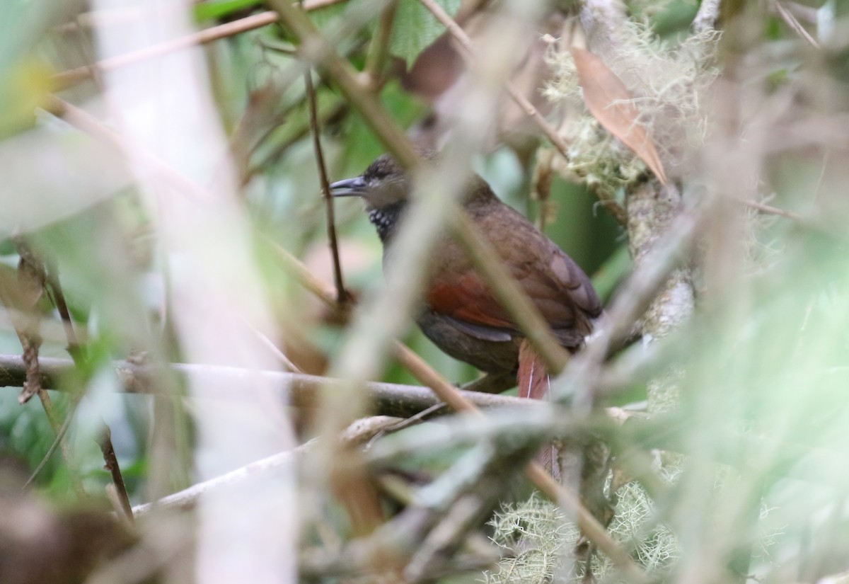 Gray-bellied Spinetail - ML121181661