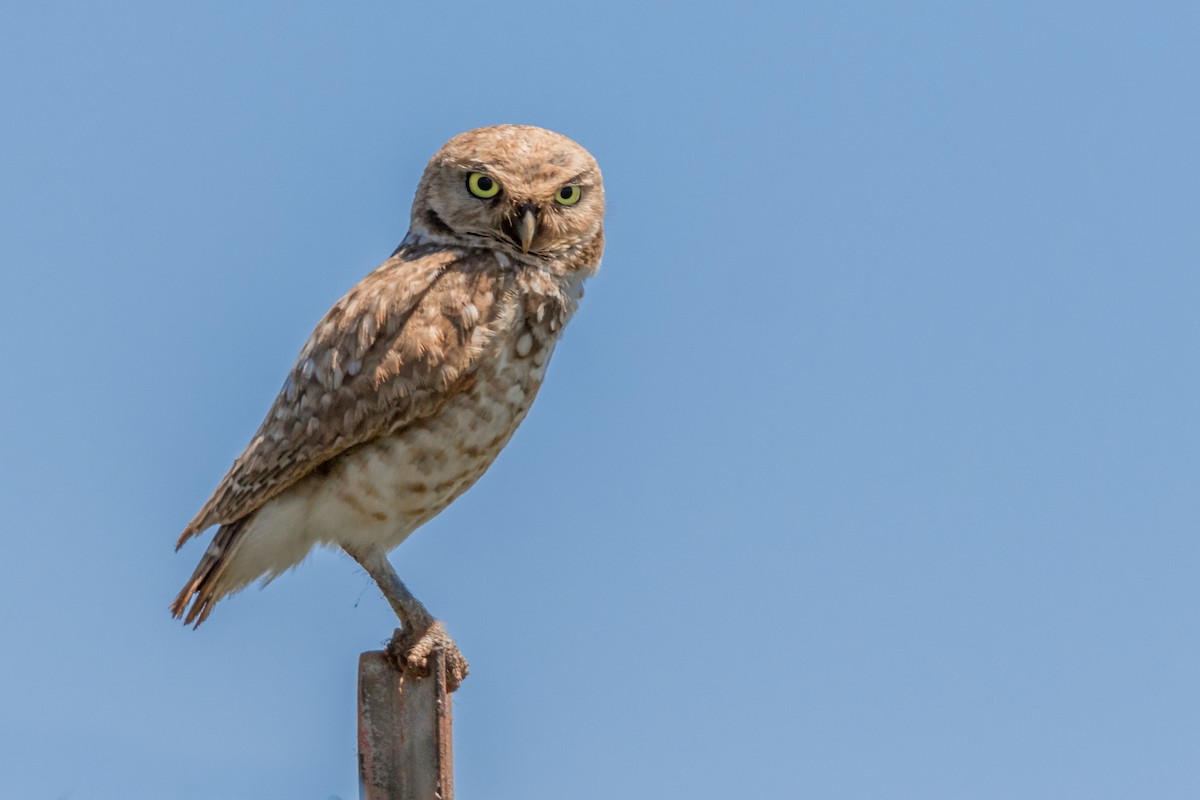 Burrowing Owl - ML121185301