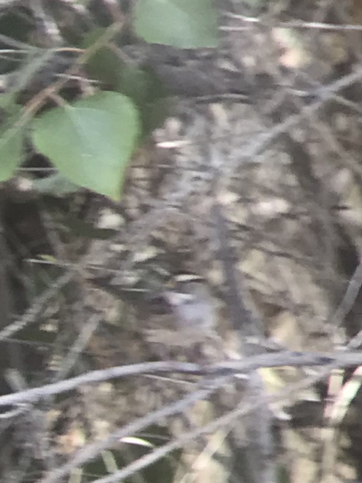 White-throated Sparrow - Dan Cooper