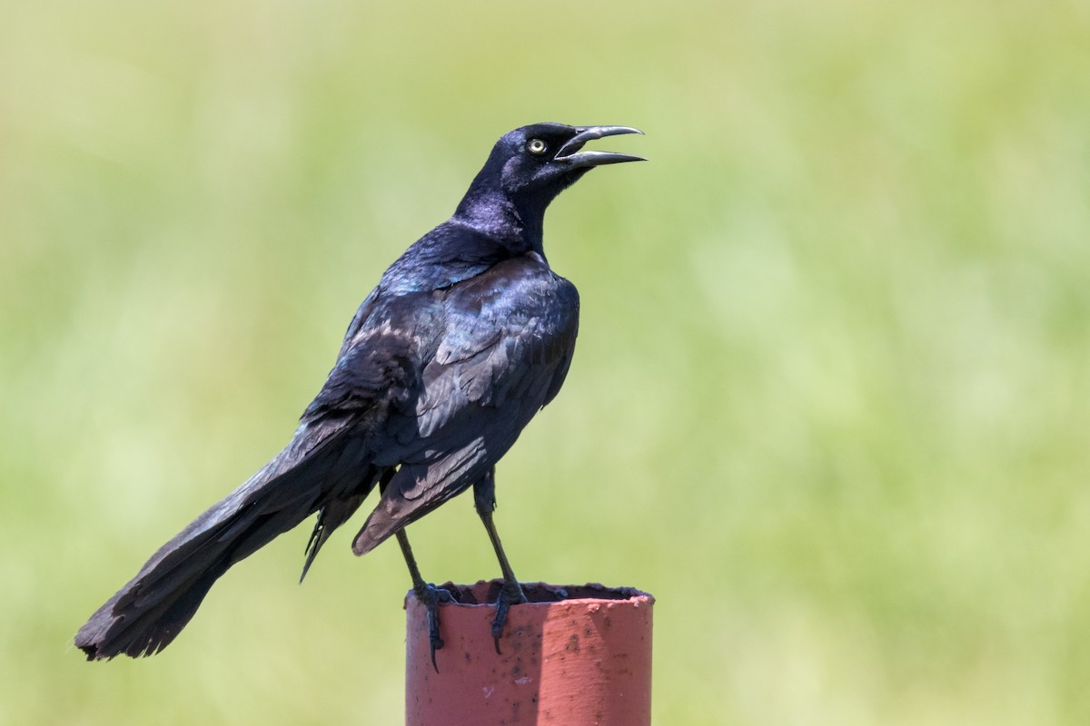 Great-tailed Grackle - ML121188801