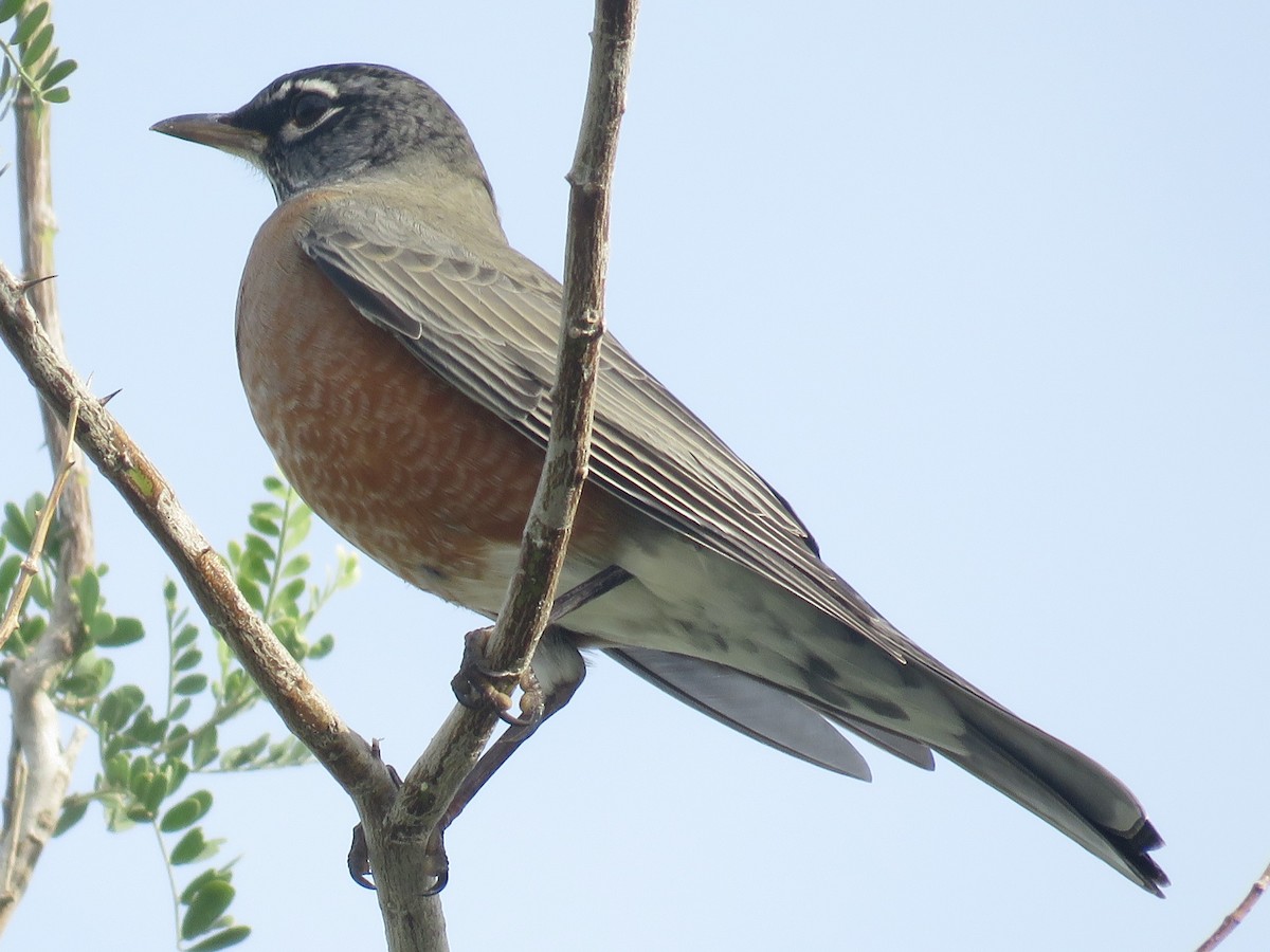 American Robin - Don Witter