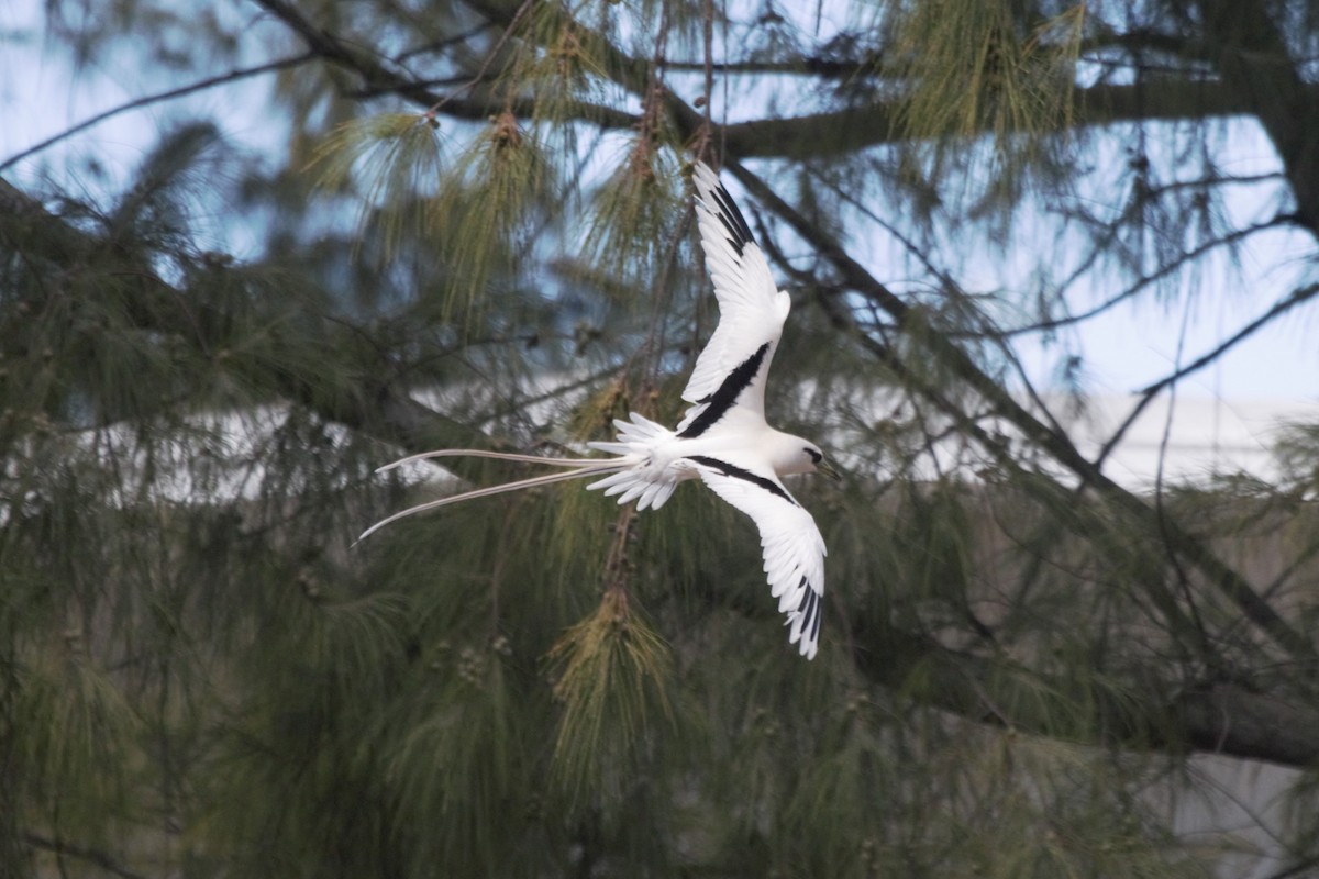 White-tailed Tropicbird - ML121197441