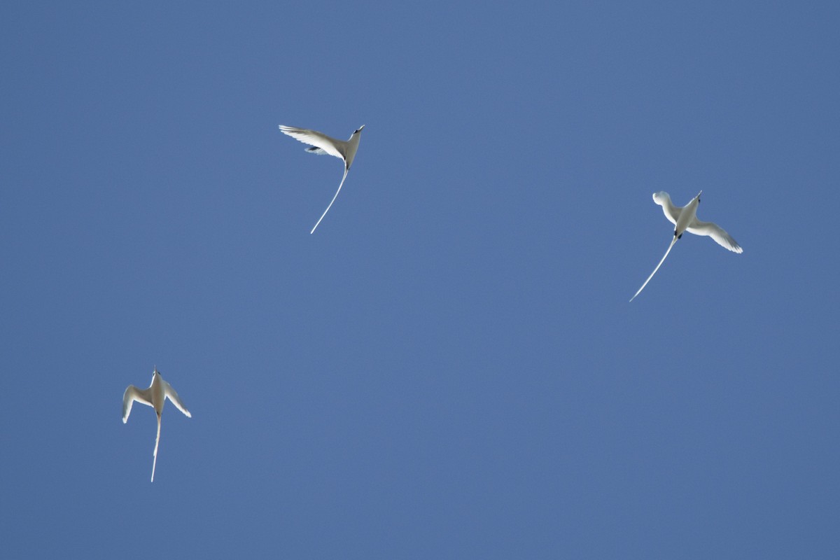 White-tailed Tropicbird - ML121197471