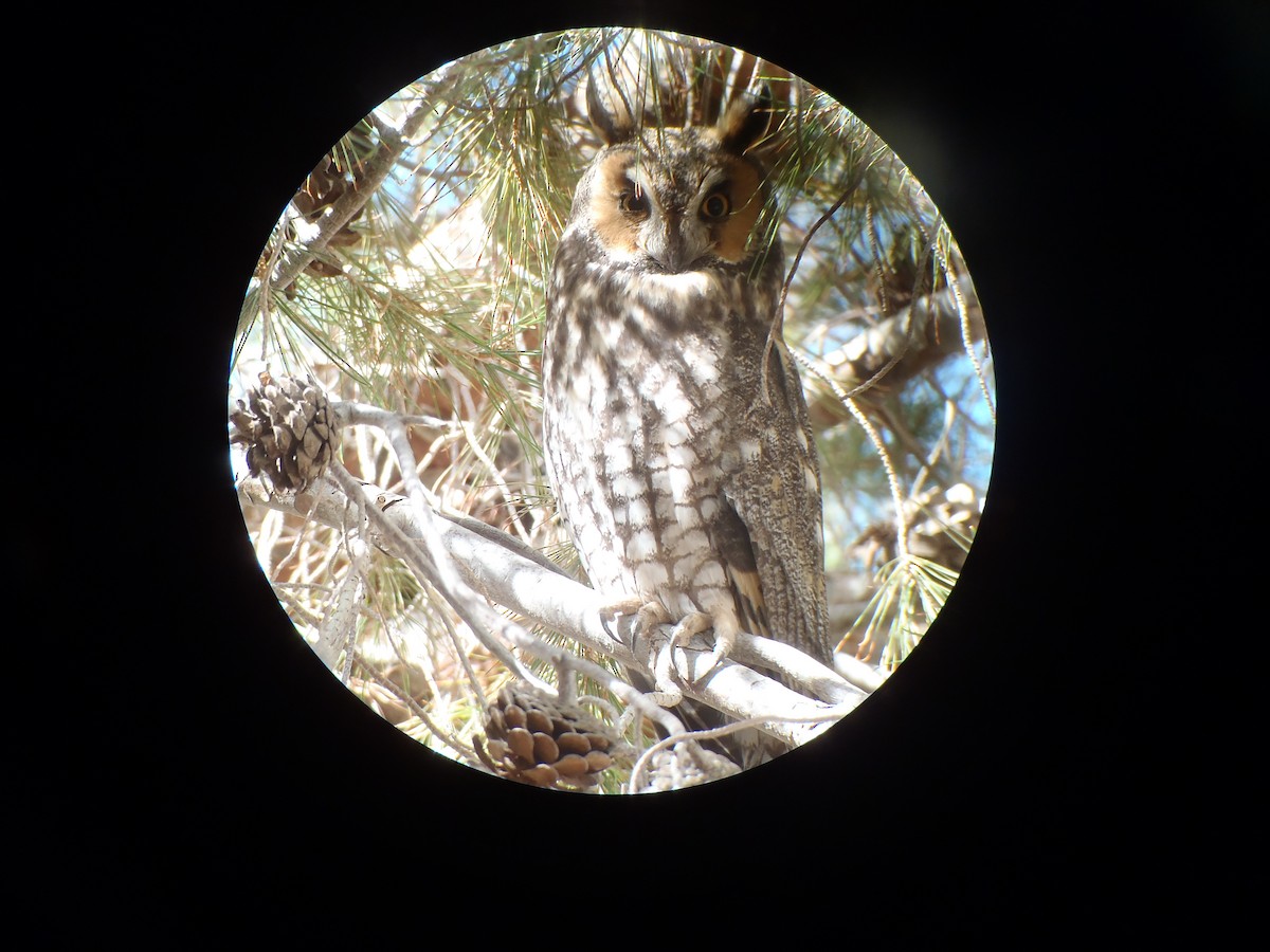 Long-eared Owl - ML121197791
