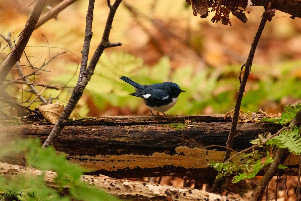 Black-throated Blue Warbler - ML121198161