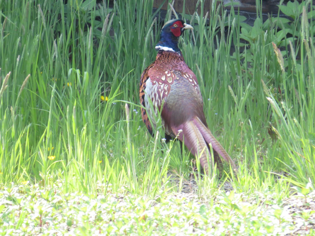 Ring-necked Pheasant - ML121198661