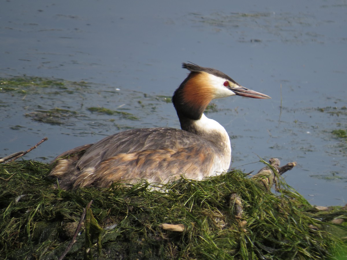 Great Crested Grebe - ML121198971