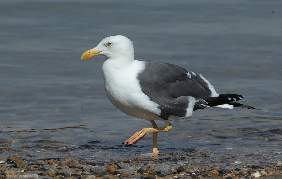 Yellow-footed Gull - Chris McCreedy - no playbacks