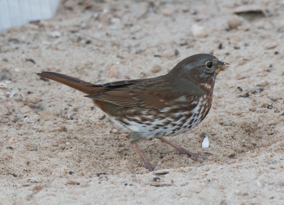 Fox Sparrow (Slate-colored) - ML121200821