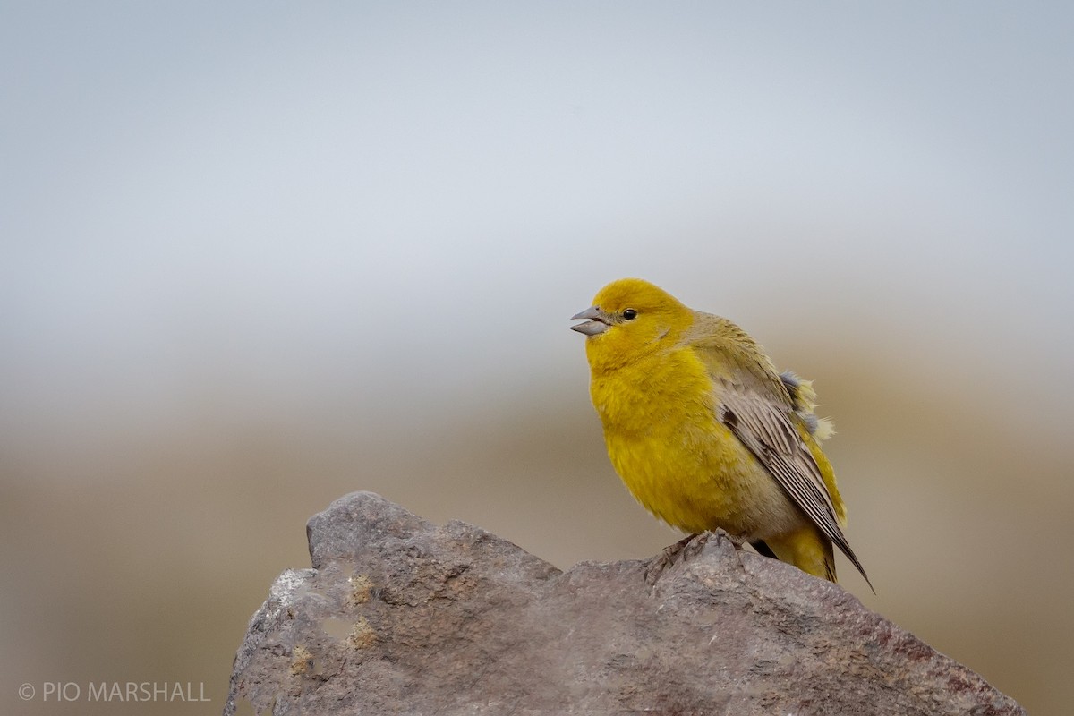 Greater Yellow-Finch - ML121203071