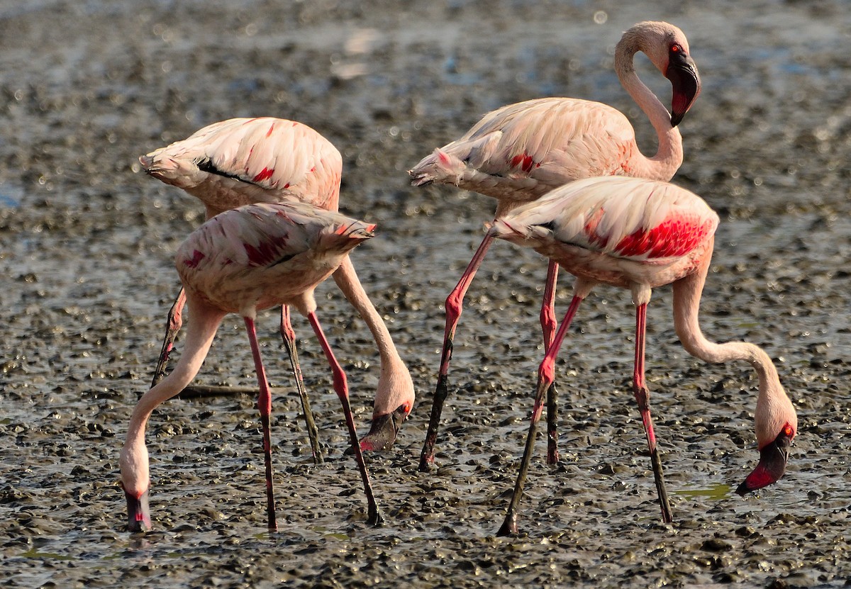 Lesser Flamingo - HG Prashanthakumar