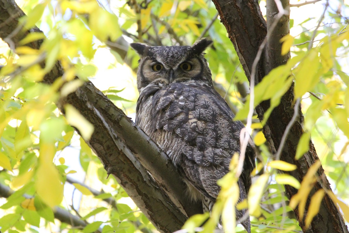 Great Horned Owl - ML121203241