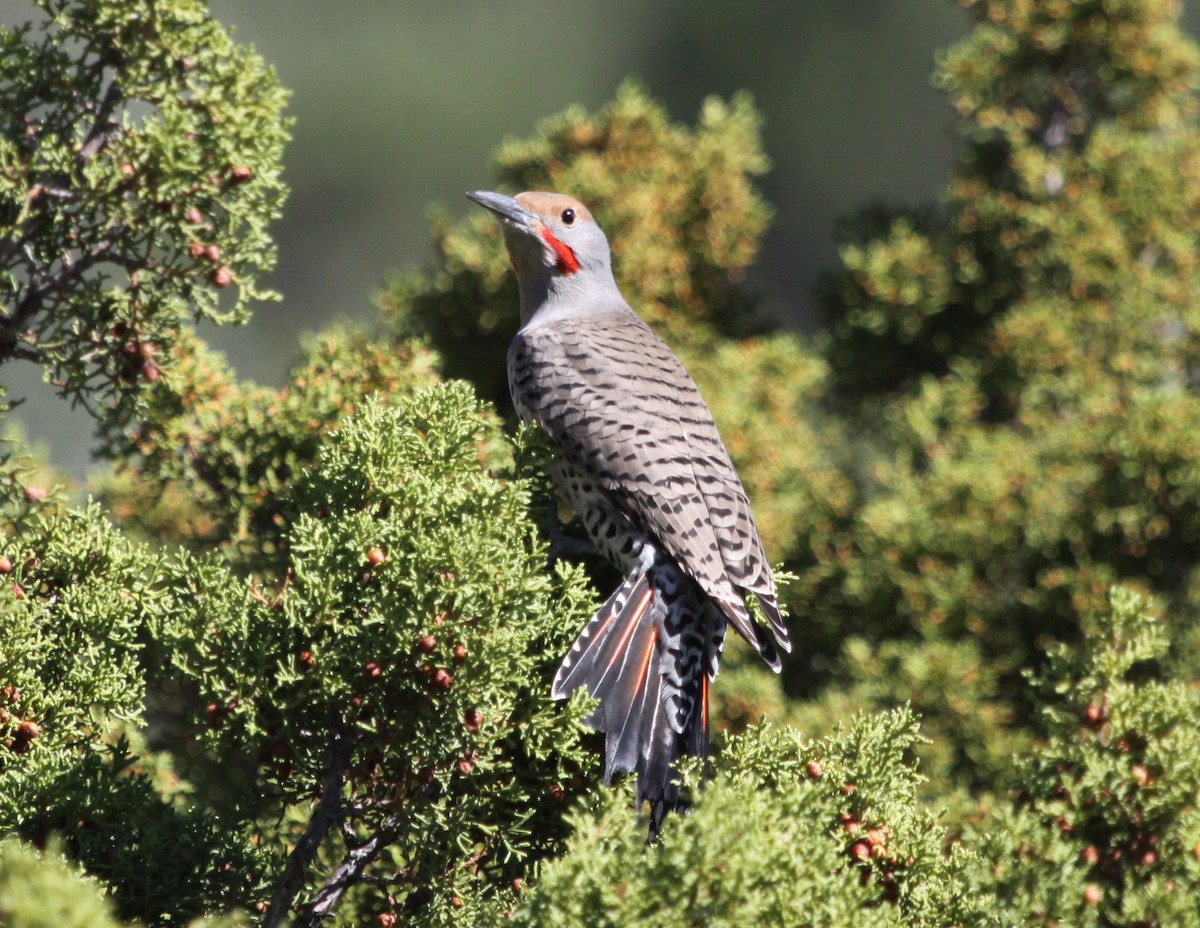 Northern Flicker (Red-shafted) - ML121208371