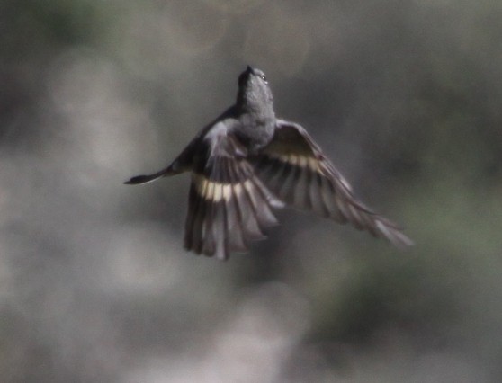 Townsend's Solitaire - ML121208401
