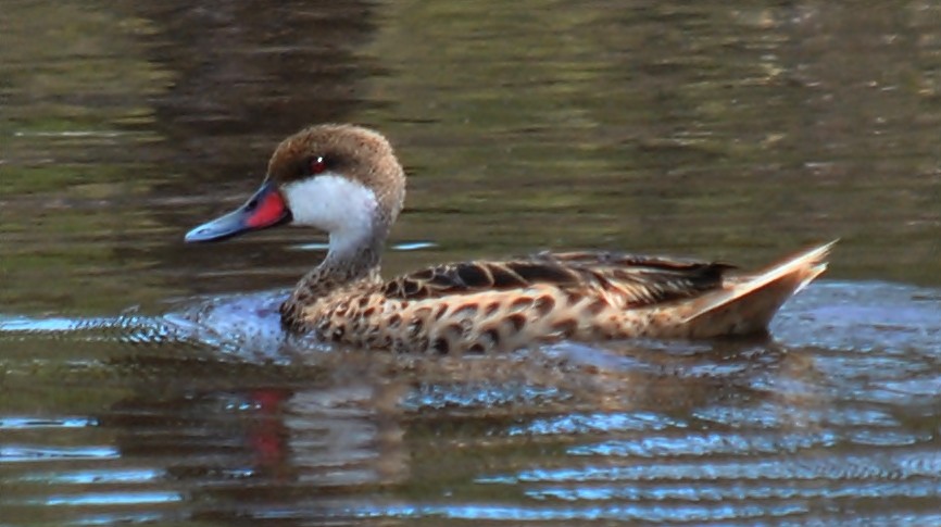 White-cheeked Pintail - andres ebel