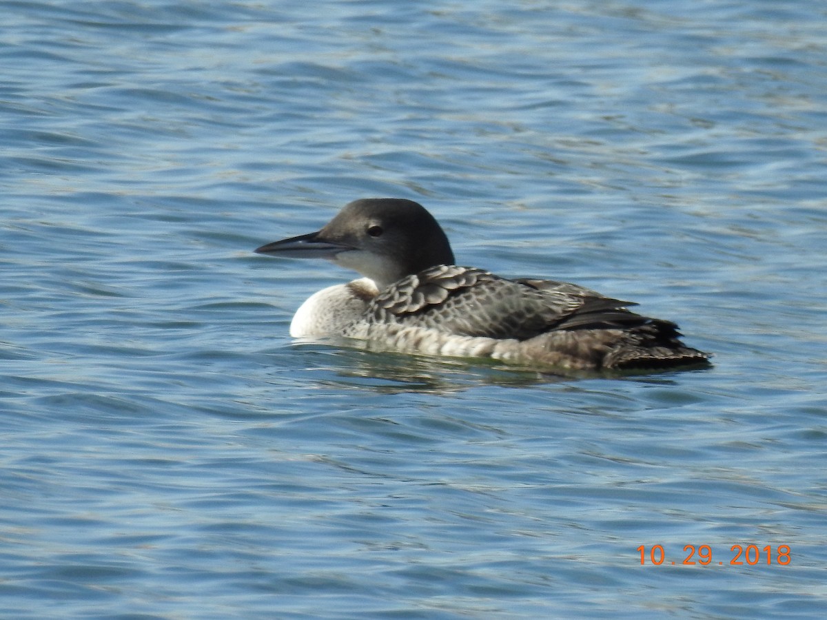 Common Loon - A J