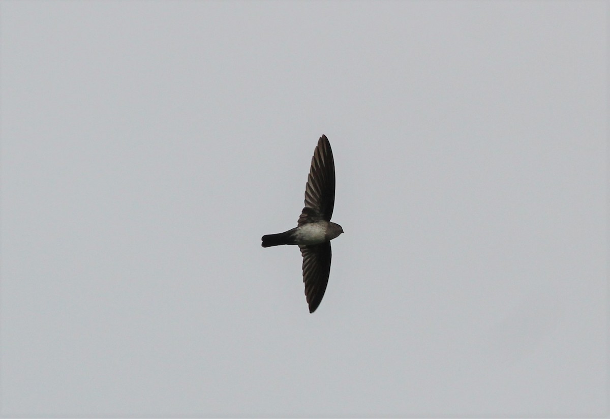 Cave Swiftlet - ML121211511
