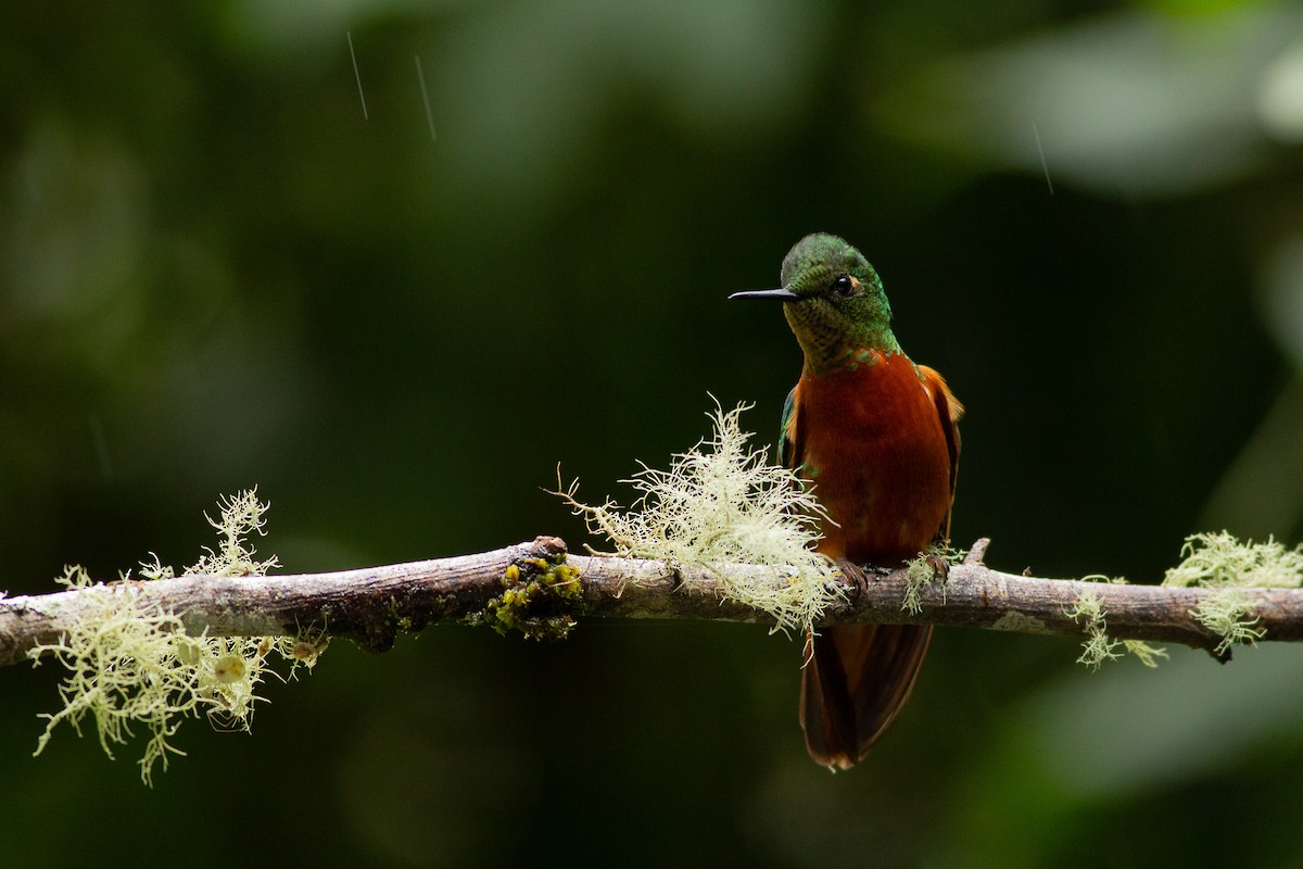 Chestnut-breasted Coronet - Angus Pritchard