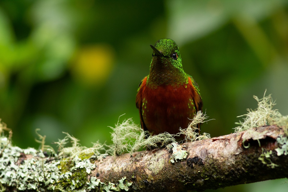 Chestnut-breasted Coronet - Angus Pritchard