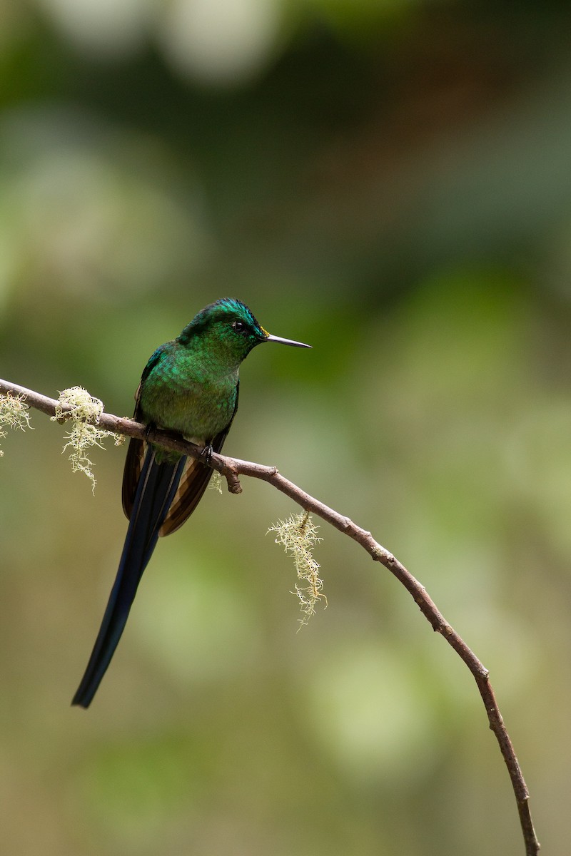 Long-tailed Sylph - Angus Pritchard
