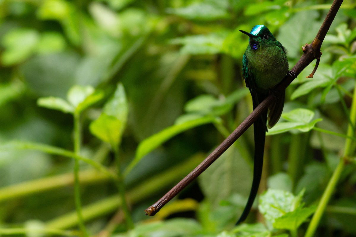 Long-tailed Sylph - Angus Pritchard