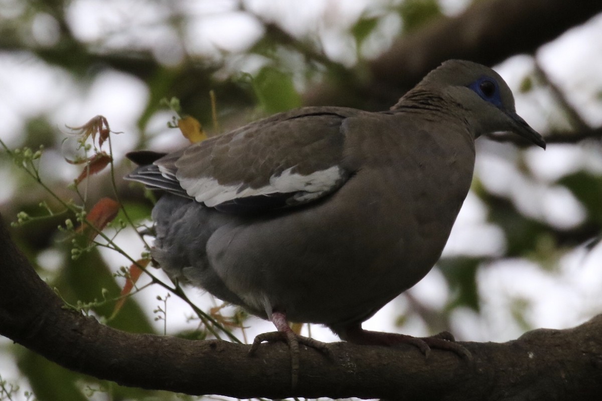 West Peruvian Dove - Arnold Skei