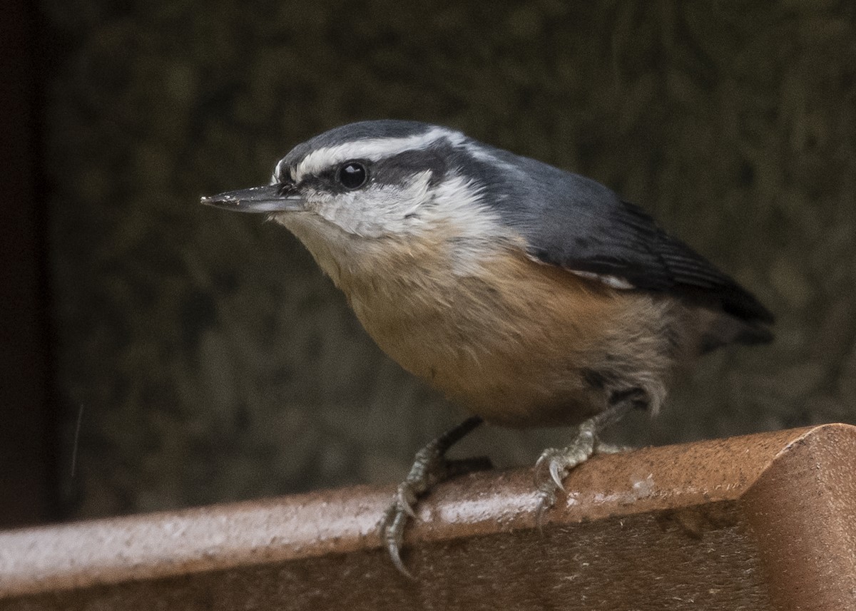 Red-breasted Nuthatch - ML121213691
