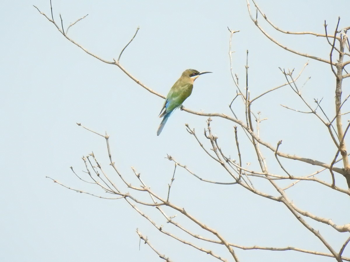Blue-tailed Bee-eater - ML121214461
