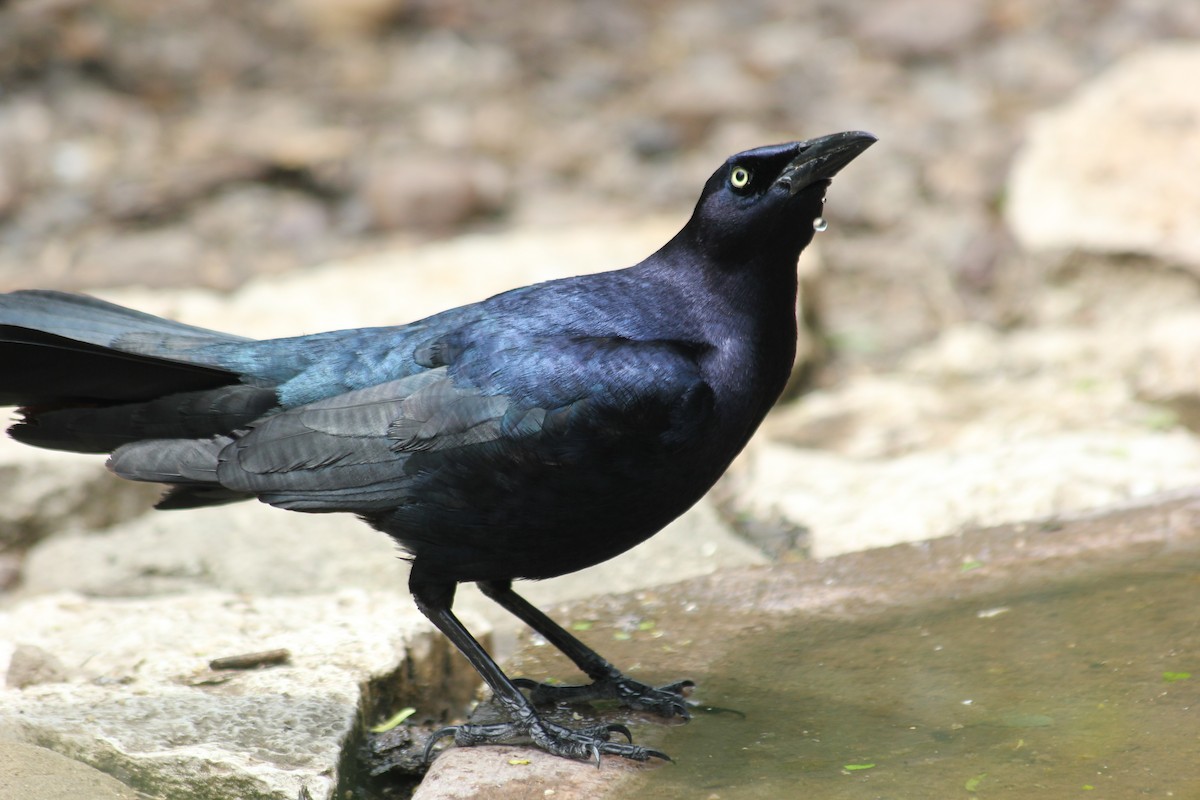 Great-tailed Grackle - Travis Mangione