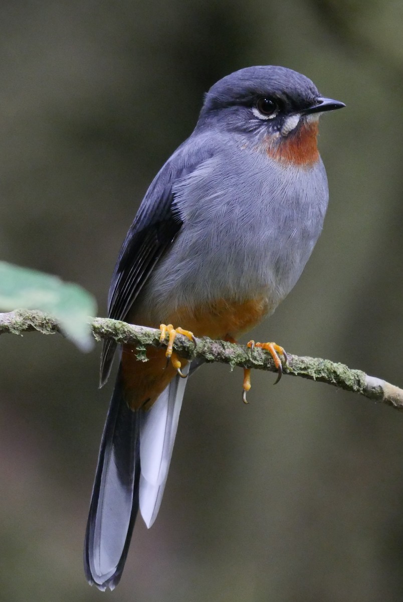Rufous-throated Solitaire (Rufous-throated) - Roger Horn